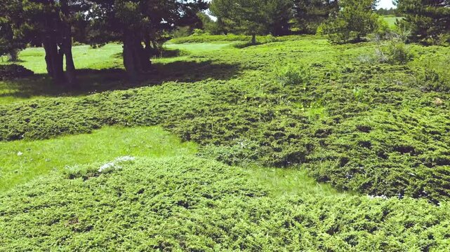 Green ground junipers covering the mountain