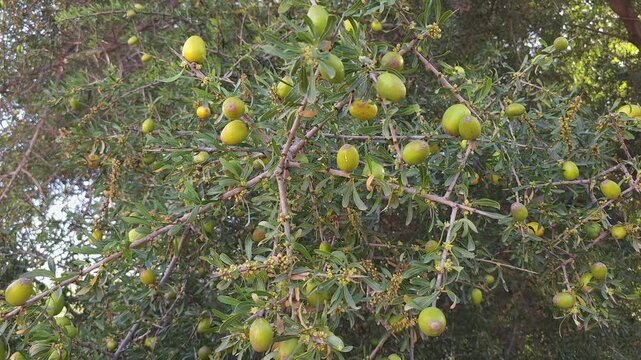 Branch of an argan tree with ripening fruits swaying gently under bright sunlight  in Morocco. Natural agricultural scene featuring organic argan nuts growing on traditional Moroccan argania tree. 