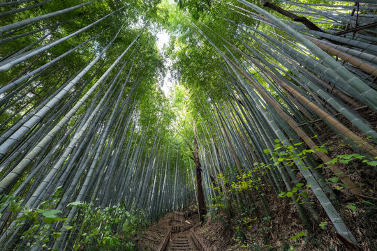 Bamboo forest at the Hiyodorizaka Slope, Old Samurai Road, Sakura City, Chiba Prefecture, Japan