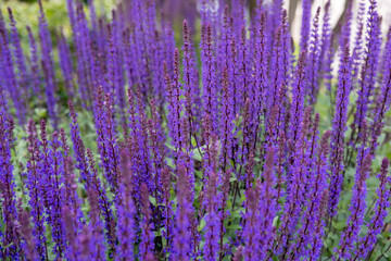 Obraz premium Beautiful purple woodland sage flowers blooming densely in a park during a sunny spring or summer day.
