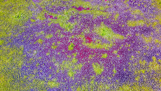Aerial view of the vibrant purple lagoon and lush green mangrove vegetation creating abstract patterns in Xcalak, Quintana Roo, Mexico.