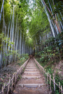 Bamboo forest along the Hiyodorizaka Slope, Old Samurai Road, Sakura City, Chiba Prefecture, Japan