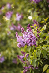 Obraz premium beautiful lilac branches on a summer day in the lilac garden