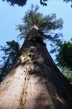 A dramatic, low-angle vertical shot looking straight up the massive trunk of a giant sequoia tree in California. The colossal ancient tree features deeply textured, reddish-brown bark with thick verti