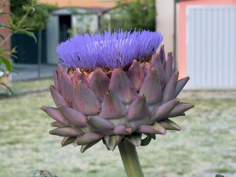 artichoke flower