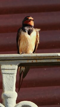 Golondrina com&uacute;n acical&aacute;ndose posada en una barandilla