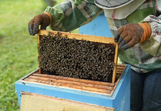 Close-Up of Healthy Bees Covering Honeycomb Frame Held by Beekeeper During Hive Inspection in Summer Apiary for Honey Production