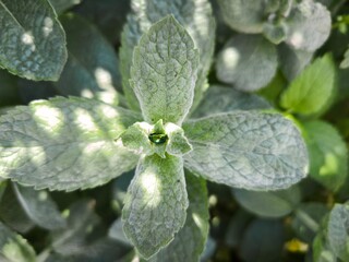 Mint leaf with metallic beetle detail © john1179
