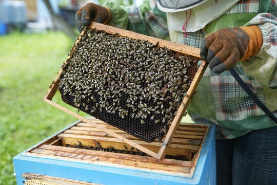 Close-Up of Healthy Bees Covering Honeycomb Frame Held by Beekeeper During Hive Inspection in Summer Apiary for Honey Production