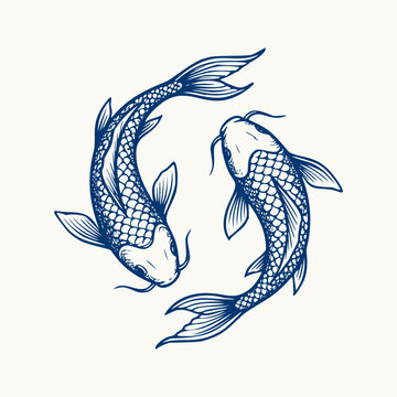 Two koi fish swimming. Yin yang symbol. Japanese carp hand drawn illustration. Oriental fish tattoo design. Blue ink line art graphic.