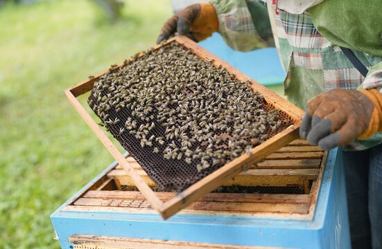 Close-Up of Healthy Bees Covering Honeycomb Frame Held by Beekeeper During Hive Inspection in Summer Apiary for Honey Production