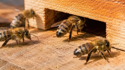 Obraz premium Close-up of honeybees at a wooden hive entrance on a sunlit hive surface