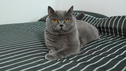 British shorthair cat on the bed © Lyubka Grigorova