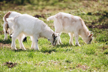 Fototapeta premium Young goat kids grazing on green grass