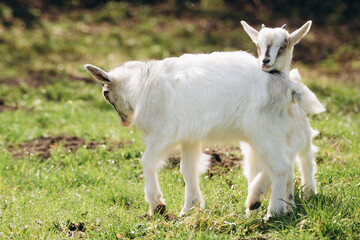 Obraz premium Baby goats playing in a vibrant green pasture