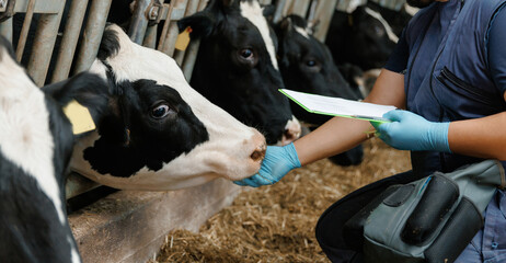 Veterinarian examining cows on farm with feeding troughs © Parilov