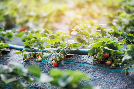 Strawberry plants illuminated by sunlight in field rows