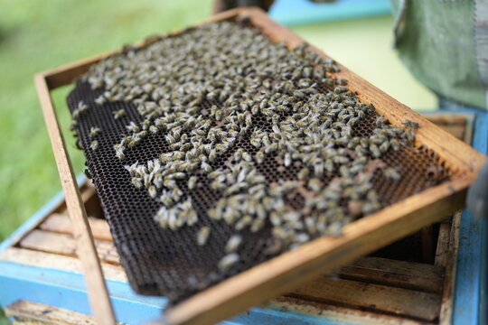 Close-Up of Healthy Bees Covering Honeycomb Frame Held by Beekeeper During Hive Inspection in Summer Apiary for Honey Production