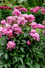 June garden with pink peonies named Barbara in full bloom © teressa
