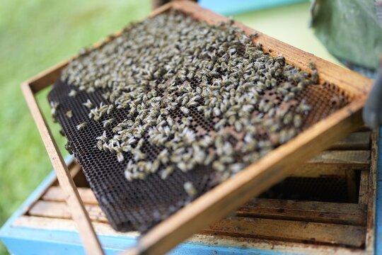Close-Up of Healthy Bees Covering Honeycomb Frame Held by Beekeeper During Hive Inspection in Summer Apiary for Honey Production