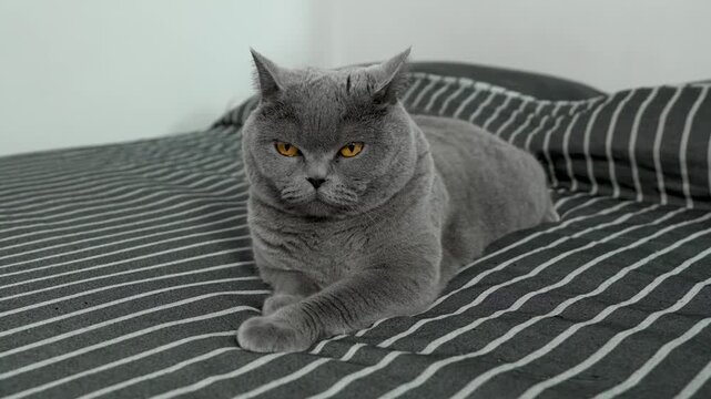 British shorthair cat in bed