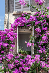 Open Window Surrounded by Pink Bougainvillea Flowers on Rustic Wall © Paolo Gallo