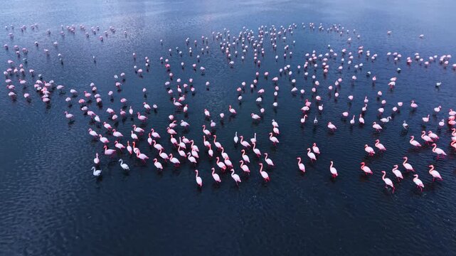 Flamingo colony on dark blue water. Hundreds of pink birds scattered across deep navy surface with reflections.