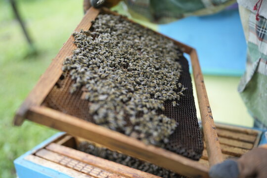 Close-Up of Healthy Bees Covering Honeycomb Frame Held by Beekeeper During Hive Inspection in Summer Apiary for Honey Production