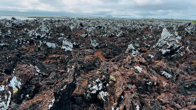 Volcanic lava field at Las Tintoreras, Isabela Island, Galapagos. Textured black and red rock with white lichen under overcast sky.