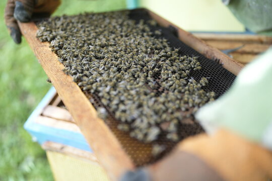 Close-Up of Healthy Bees Covering Honeycomb Frame Held by Beekeeper During Hive Inspection in Summer Apiary for Honey Production