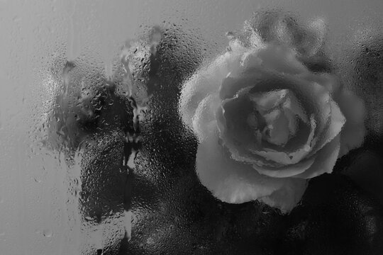 Smoke soft focus black and white Rose Flower through glass with wet water Drops. Abstract natural blur noice background.