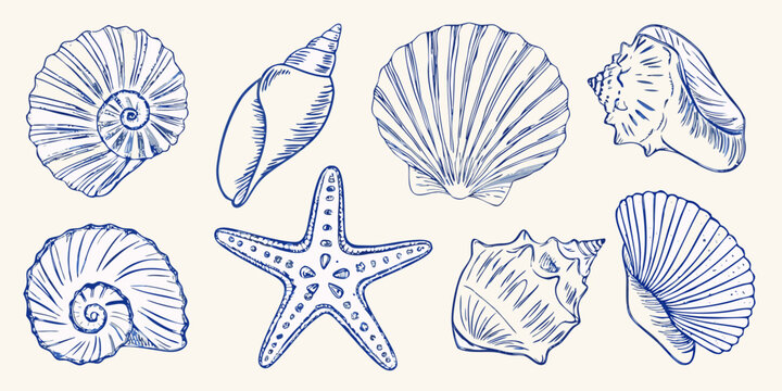 Ocean Seashell Collection Blue Line Art Illustration On White Background