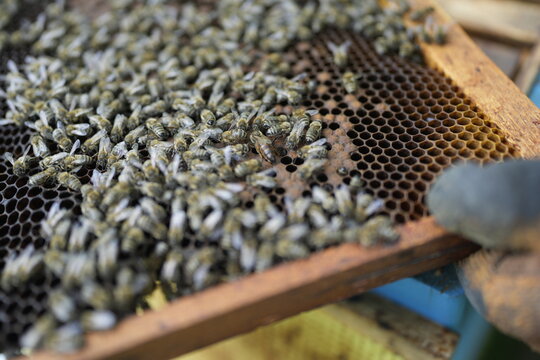 Macro Close-Up of Honeybee Colony on Honeycomb Frame Featuring Queen Bee Surrounded by Worker Bees During Hive Inspection