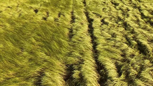 Flattened Cereal Crops. Lodged Crops and Agricultural Tramlines