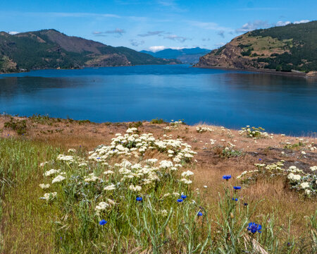 Wildflowers Above the Columbia River at Rowena Crest.  Wildflowers bloom along the cliffs of Rowena Crest overlooking the Columbia River and surrounding mountains in the Columbia River Gorge.
