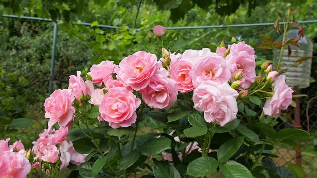 Pink rose bush swaying gently in the wind