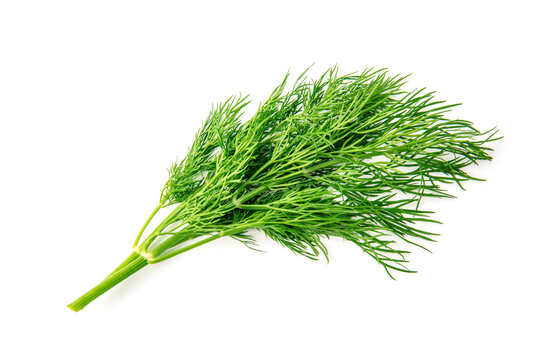 Fresh green dill branches isolated on white, top view.