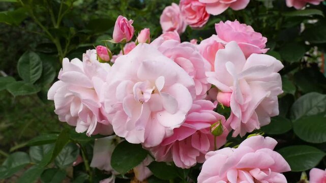 Beautiful blooming pink roses in a summer garden
