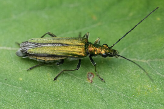Closeup on a female  swollen-thighed, thick-legged or False blister beetle, Oederma nobilis