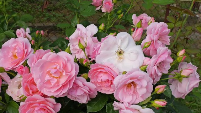 Beautiful pink and white roses flowering in garden