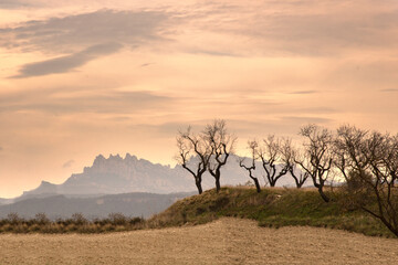 Montserrat mountains with bare trees at sunset © Valenti