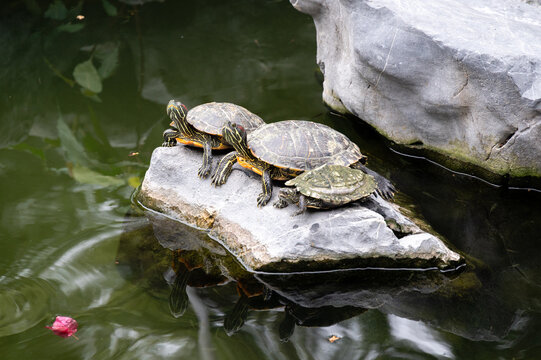 Three red-eared slider turtles basking together on a rock in a calm green pond