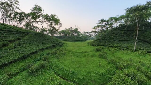 Reverse FPV drone shot flying backward over green tea estate bushes