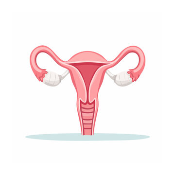 Flat design illustration of a uterus with fallopian tubes