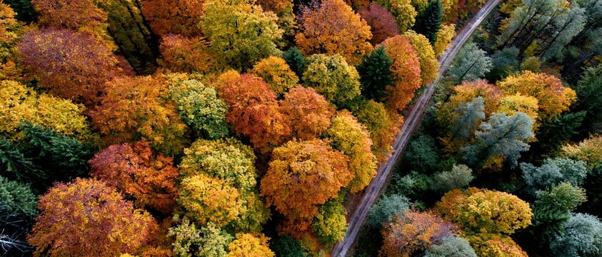 Aerial View Dense Autumn Forest Canopy Orange Red
