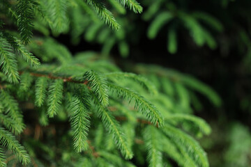 Spruce tree branches on blurred forest background. Beautiful coniferous close up in wild nature. Fresh evergreen design with copy space for commercial ecology or lifestyle use. © Mariia