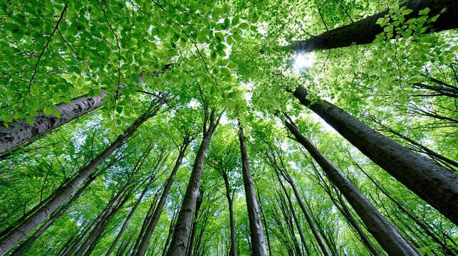 Ancient Beech Forest Spring Fresh Green Leaves