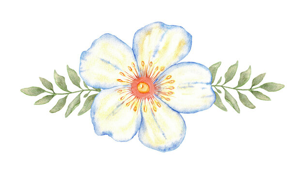 Horizontal blue watercolor flower with green leaves for wedding floral border, header or invitation design element. Hand drawn. Isolated. For first communion, baptism, save the date greeting card