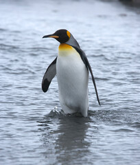 Fototapeta premium King penguin walking in water on South Georgia Island