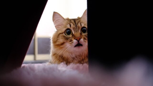 Cute tabby cat in ambush, preparing to attack. A small hunter crouched low, eyes focused and ears perked. The perfect moment of feline anticipation before the pounce. Close up.